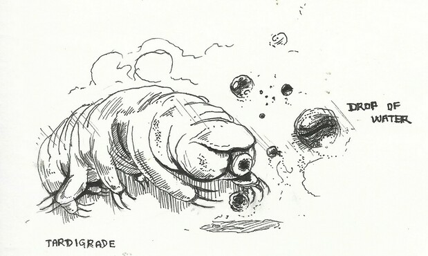 tardigrade